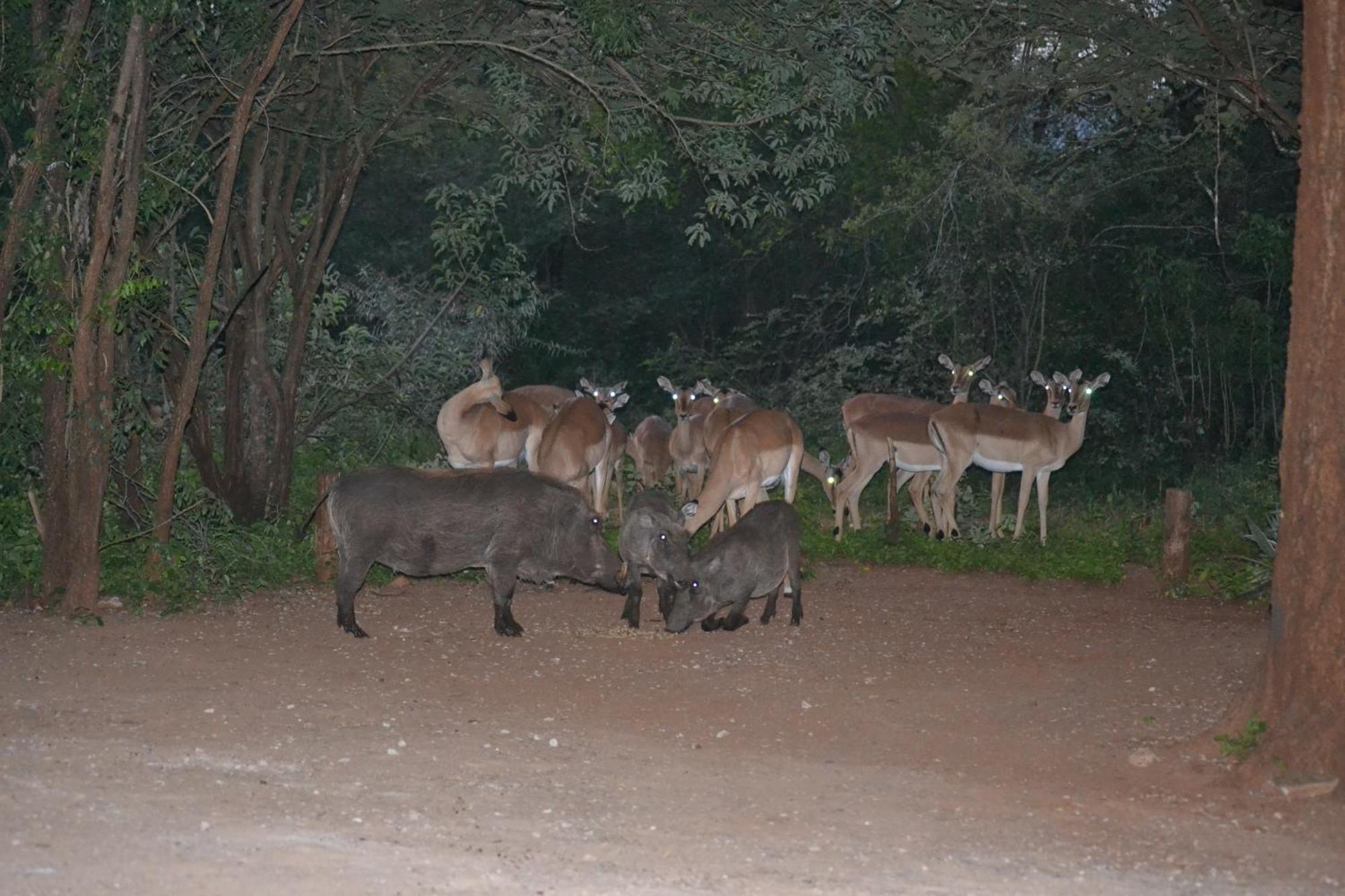 Kiburi Cottage @ Kruger Marloth Park Exteriör bild