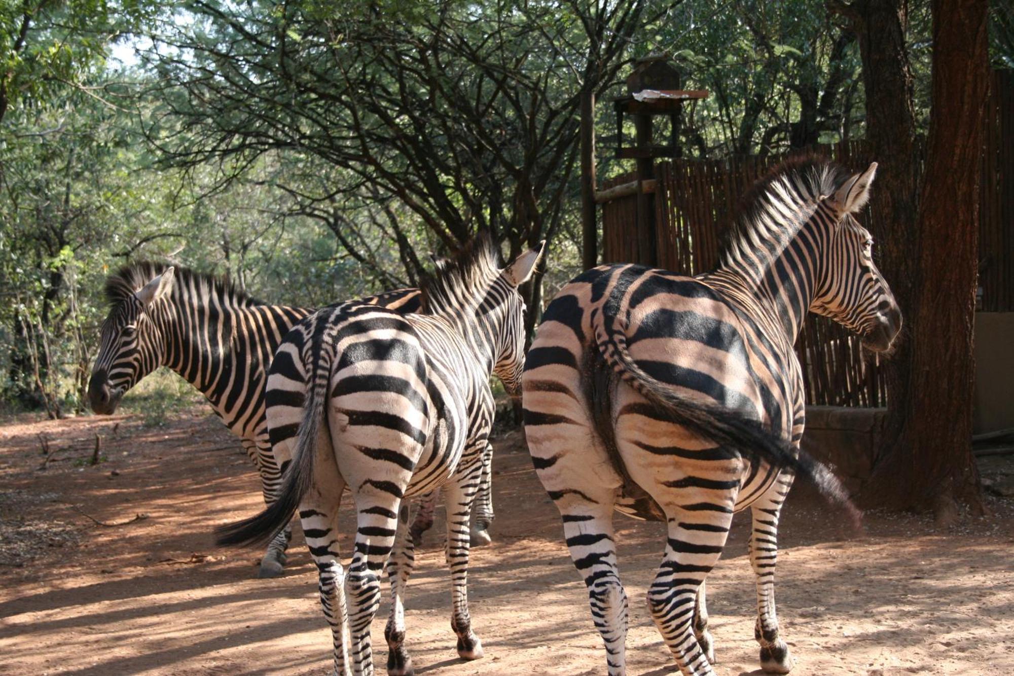Kiburi Cottage @ Kruger Marloth Park Exteriör bild